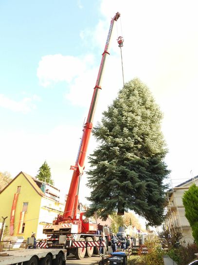 Hochziehen des Baumes per Kran.