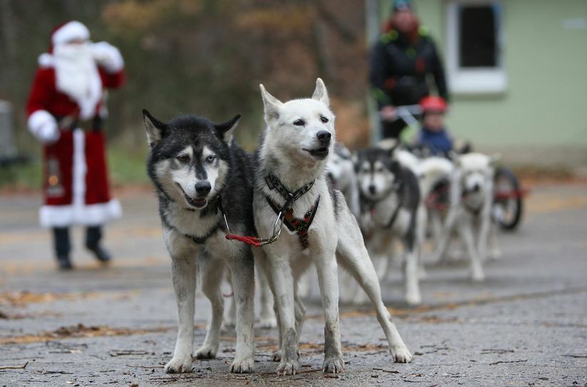 Außerdem startet in Lohmen das Schlittenhunderennen.