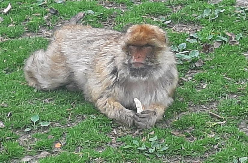 Berberaffen sind als neues Leittier für den Meißener Tierpark geplant.
