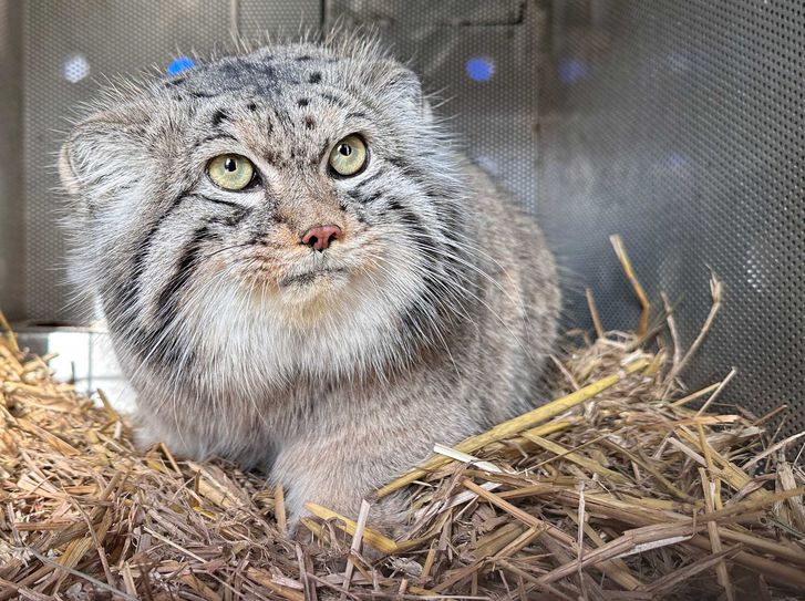 Manulkater Norbu in der Transportkiste.