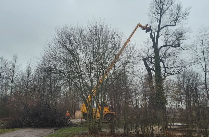 Die über 200 Jahre alte und 24 Meter hohe Stiel-Eiche im Schlosspark musste entnommen werden.