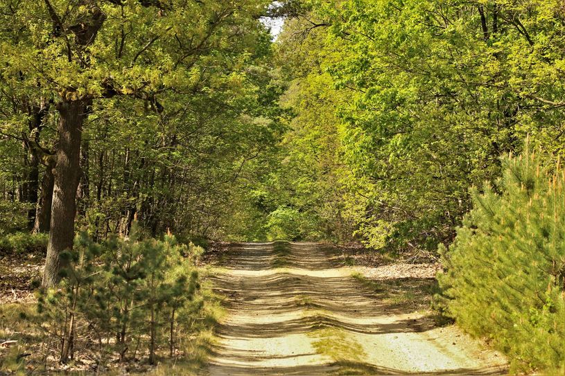 Der neue Fotowettbewerb des Naturparks trägt den Titel: »Waldwelten«.