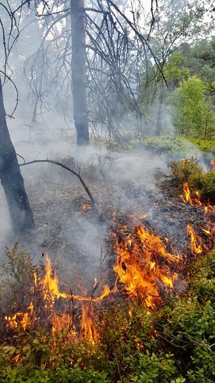 Flammen im Waldgebiet bei Bad Schandau. Foto: M. Förster