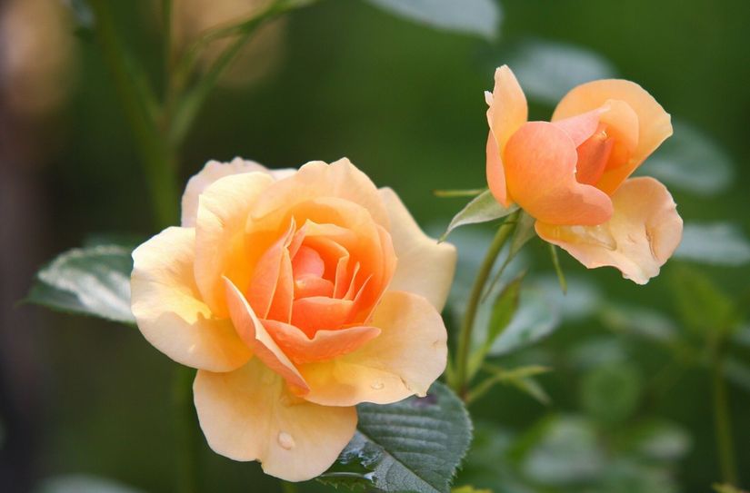 Wertvolle Tipps zur Rosenzucht erhalten Hobbygärtner in einem Seminar am 5. November in Forst.