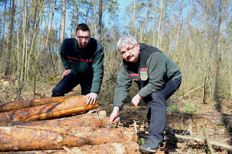 Archivbild. Eine Mammutaufgabe für Revierförster und Waldbesitzer: Die Umgestaltung des Waldes für künftige Generationen. Frank Dietrich vom Sachsenforst und Thomas Sobczyk vom Kreisforstamt des Landkreises Bautzen begutachten die Waldschäden in einem Waldstück bei Großdubrau. Foto: spa