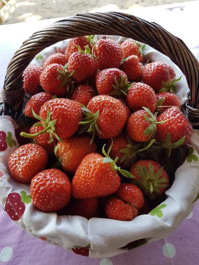 Frisch geerntete Erdbeeren. Foto: Obstbau Rüdiger