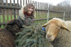 Fuchsschaf „Dolly“ freut sich über die gespendeten Fichtenzweige, die FÖJtlerin Fiona Kolthoff ins Streichelgehege des Elbetierparks Hebelei bringt. Foto: Näther