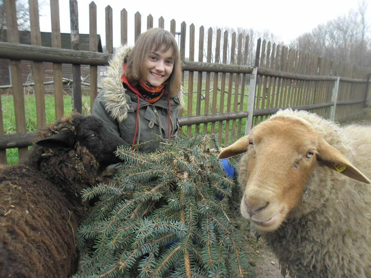 Fuchsschaf „Dolly“ freut sich über die gespendeten Fichtenzweige, die FÖJtlerin Fiona Kolthoff ins Streichelgehege des Elbetierparks Hebelei bringt. Foto: Näther