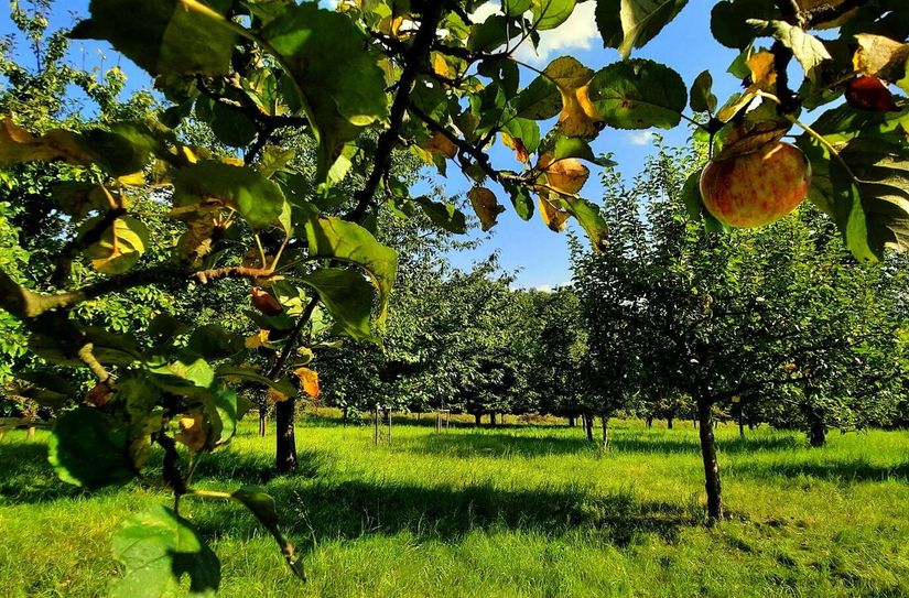Das Gewinnerfoto des letzten Fotowettbewerbs aus dem Jahr 2022: Streuobstwiese am Schülerbusch in Zittau aufgenommen von Ina Geschke.