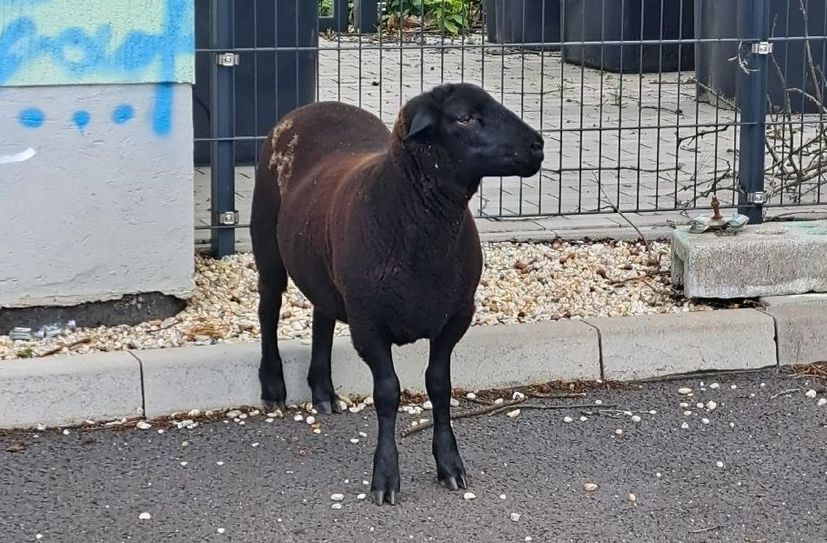 So sieht der flüchtige Abenteurer auf vier Pfoten aus.