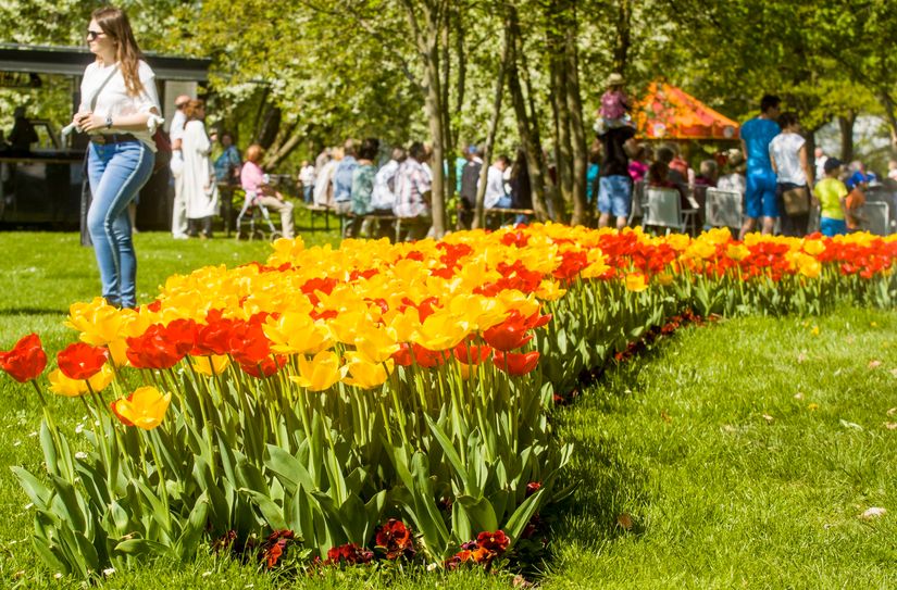 Tulpen im LAGA-Park.