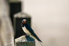 Rauchschwalbe