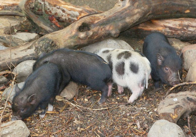 Die Minischweinchen Spirelli, Hörnchen, Schneckli und Sternchen finden es am Tollsten jeden Zentimeter ihres Geheges im Klostertierpark zu erschnüffeln. Foto: Farrar