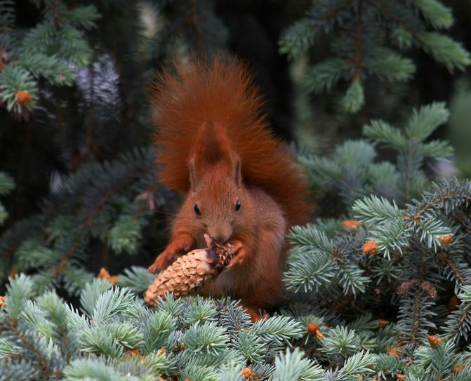 Eichhörnchen in der Natur. Foto: Ralf Donat, Heinz Sielmann Stiftung