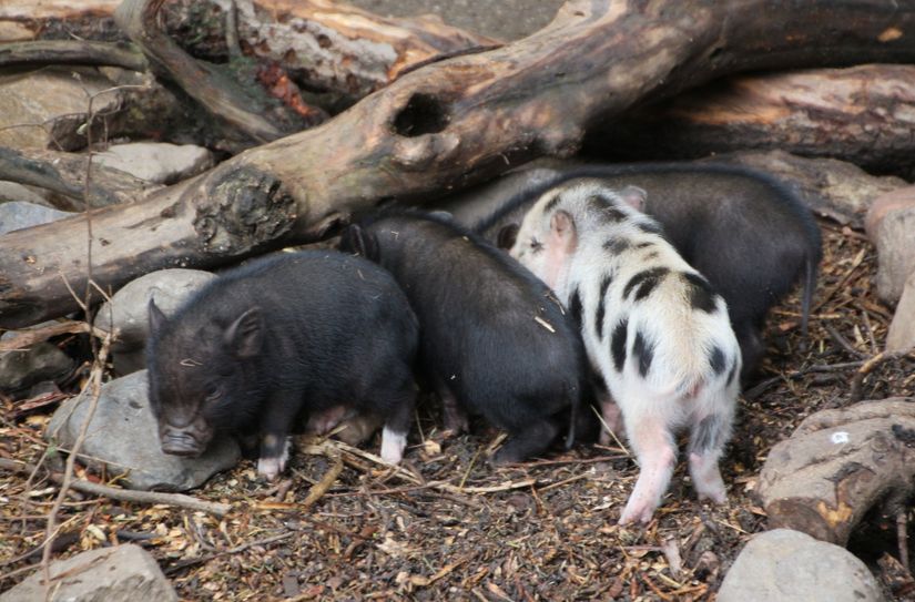 Afrikanische Schweinepest: Sperrzone II im Landkreis Meißen aufgehoben.