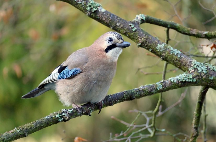 Seltener Wintergast in den Gärten: der Eichelhäher.