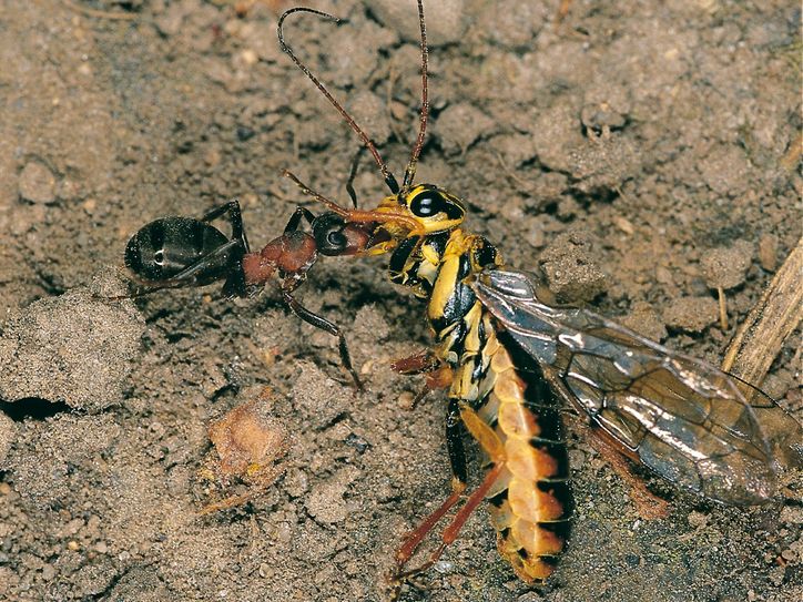 Superkoloniale Waldameise mit einer erbeuteten Blattwespe. Foto: Senckenberg