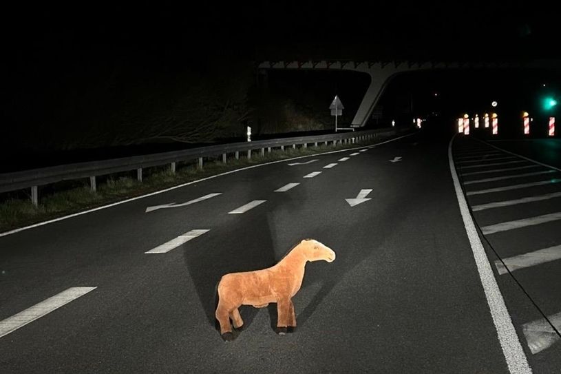 Da steht kein Pferd auf dem Flur, sondern auf der Fahrbahn.