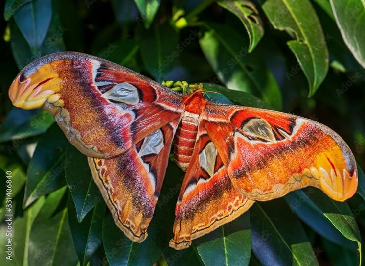 Der Atlas Spinner ist mit einer Flügelspannweite von knapp 30 cm der größte Schmetterling der Welt.
