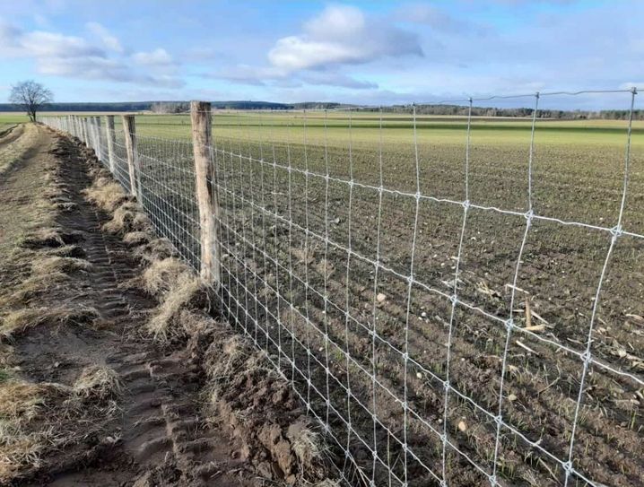Im Grenzgebiet zwischen Sachsen und Brandenburg wurden neue Zäune aufgestellt. Brandenburg hat sich eingezäunt, um sich gegen die Verbreitung der Schweinepest bestmöglich zu schützen. Foto: Privat