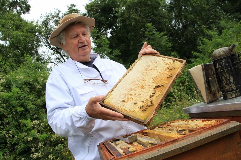 Der Zabeltitzer Imker Fritz Woitaß und seine Bienenvölker in der Lage „Goldener Wagen“. 300.000 Bienen schwärmen seit Anfang Juni von hier ins Radebeuler Stadtgebiet und die Weinberge. Fotos: Schramm