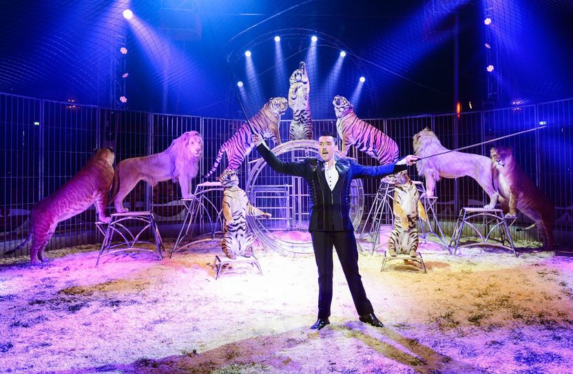 Tom Dieck Jr. präsentiert in seiner Show seine gemischte Raubtiergruppe. Foto: Circus Probst