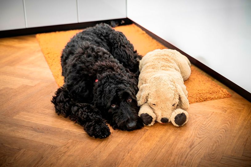 Der Hund allein zu Hause - dafür sind Hunde nicht gemacht. In der Corona-Zeit haben viele auch nichts anderes kennengelernt, als ihr Leittier um sich zu haben.