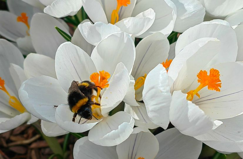 Die ersten Hummelköniginnen holen sich Pollen, um dann ihr diesjähriges Volk zu gründen.