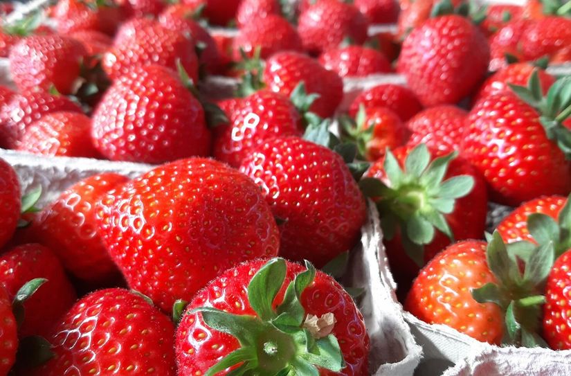 Wenn sie gleichmaßig um die Früchte herumlaufen, geben alle Nüsschen auf der Oberfläche der Erdbeere gleichmäßig Wachstumshormone an den Fruchtkörper ab - so wachsen schöne symmetrische Erdbeeren.