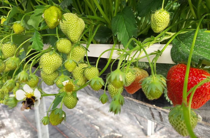 So machen sich die Insekten jede Saison an ihre Arbeit.