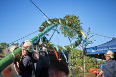 Feuerwehrleute von Pirna-Altstadt richteten an der Elbe in Pirna den Maibaum auf. Foto: M. Förster