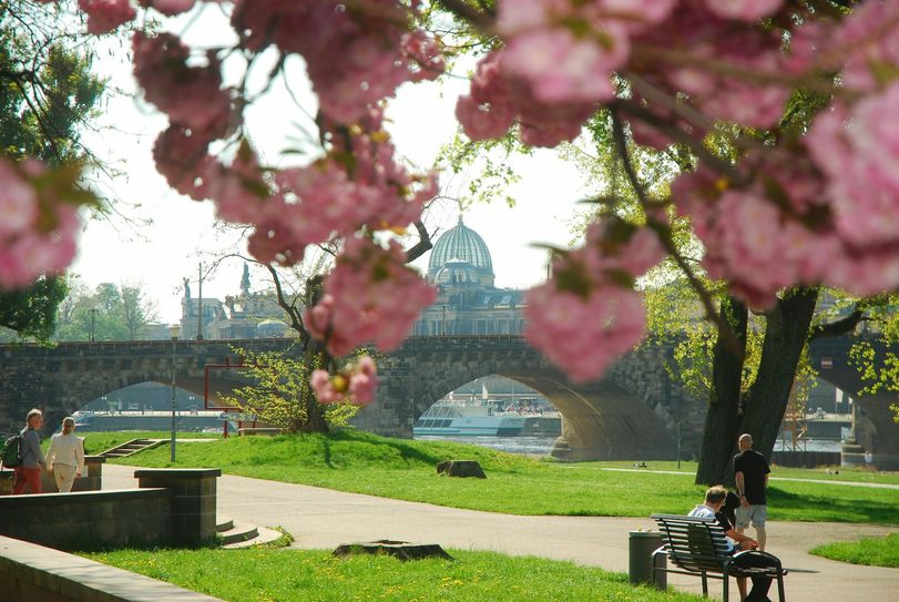 Dresden blüht auf. Foto: Schiller