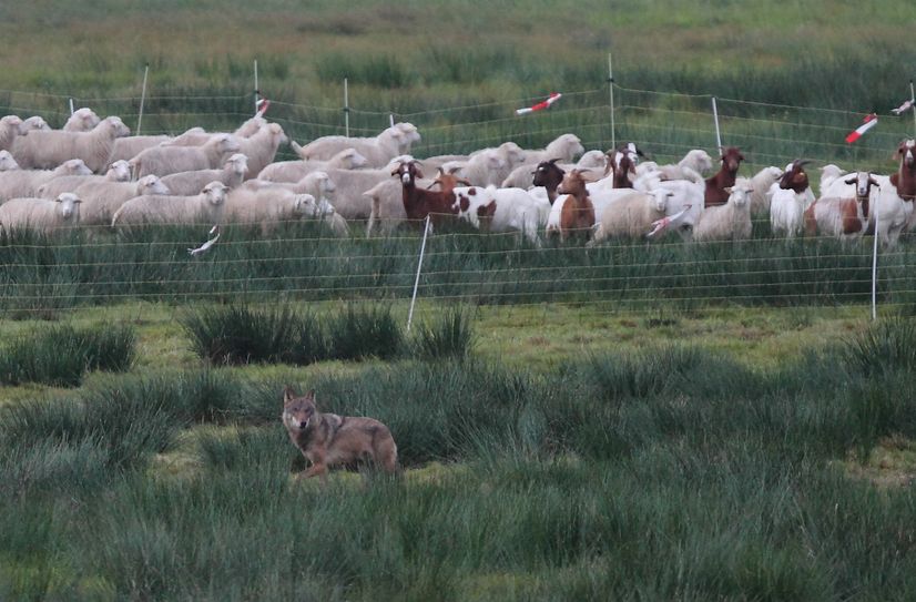 Ein Wolf läuft entlang einer Koppel mit Weidetieren hinter Elektrozaun.
