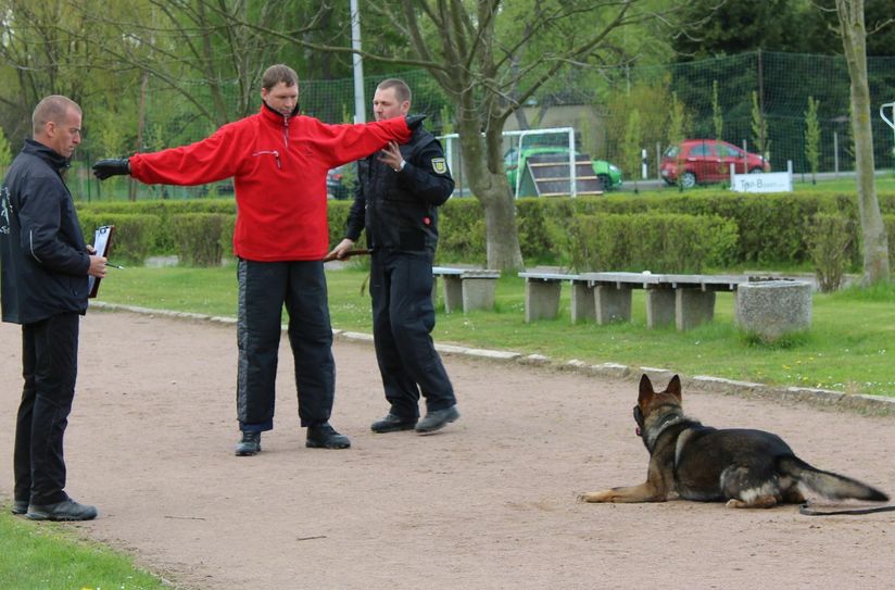 Schutzdienstübung: Diensthundeführer Marcel Langenbacher durchsucht einen Angreifer nach Waffen. Hund Nick beschützt ihn dabei. Tino Schmidt vom Special Dog Center Schmidt protokolliert das Verhalten des Hundes