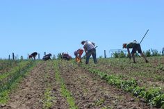 Solidarische Landwirtschaft auf dem Heckenhof in Sohland am Rotstein. Foto: Heckenhof