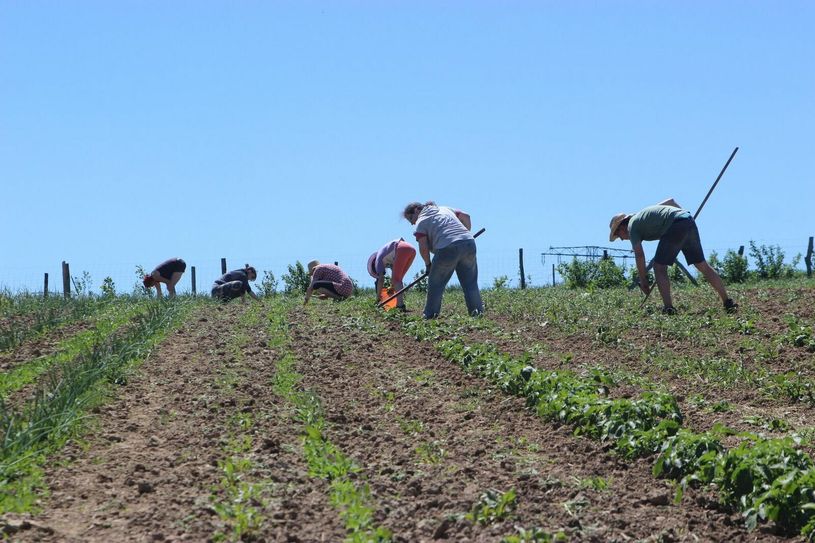Solidarische Landwirtschaft auf dem Heckenhof in Sohland am Rotstein. Foto: Heckenhof