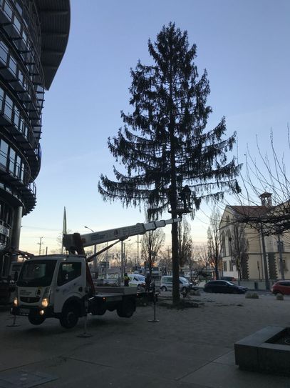 In den Morgenstunden stand die Fichte noch vor dem Dresdner WTC an der Freiberger Straße. Fotos: meeco communication services/Märtig
