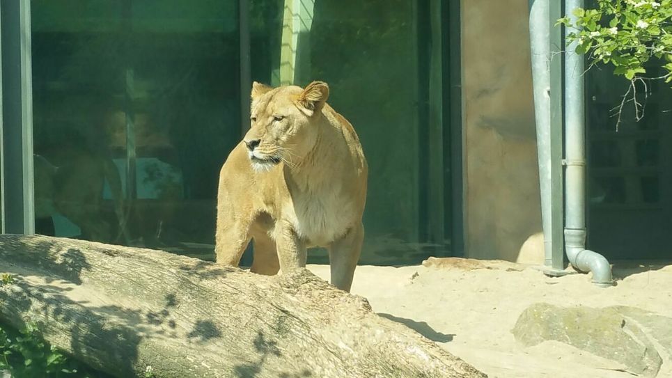 Löwin Baari im Zoologischen Garten Halle (Saale). Foto: Zoologischer Garten Halle (Saale)