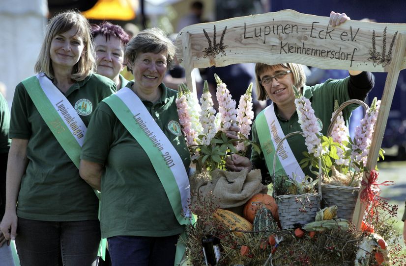 Lupinenköniginnen in Kleinhennersdorf.
