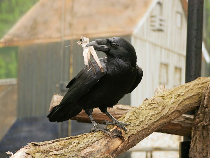 Kolkrabenweibchen Kantorka Fotos: Zoo Hoyerswerda