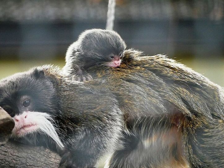 Auf Papas Rücken fühlt sich der kleine Kaiserschnurrbarttamarin derzeit am wohlsten. Foto: Zoo Hoyerswerda