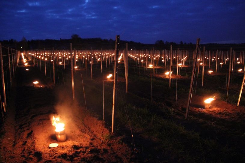 Frostkerzen nennen Winzer die Feuer, die sie im Weinberg bei Gefahr von Spätfrost anzünden. Foto: Schloss Wackerbarth