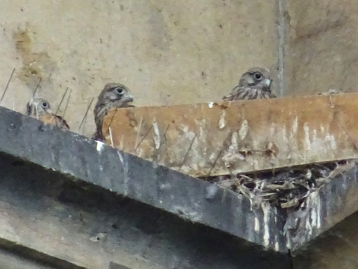 Sechs Turmfalken sind allein in diesem Nest zu Hause.