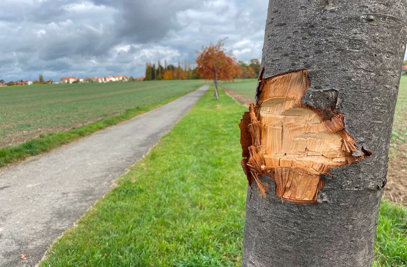 Schaden an einem Baum auf dem Carolusweg in Görlitz.