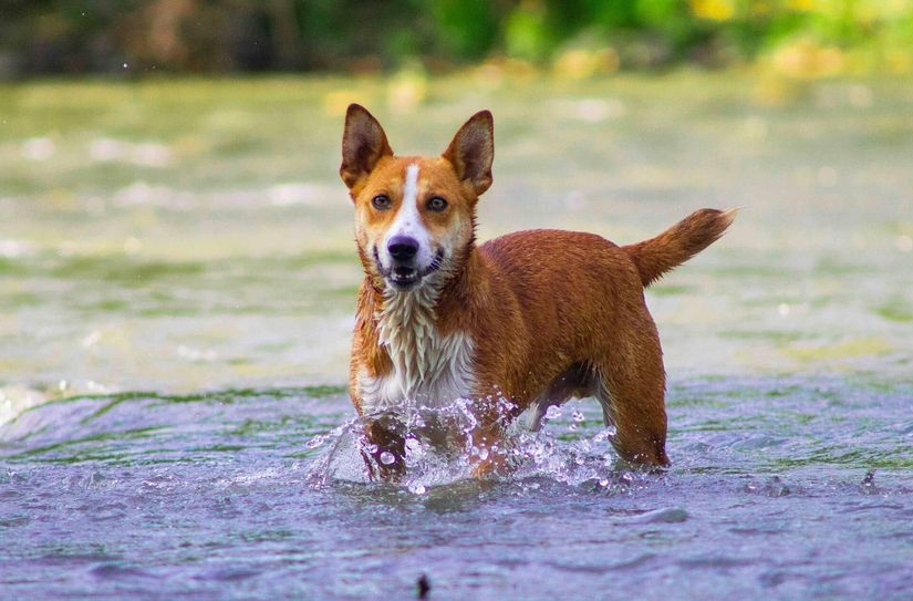 Nach Möglichkeit sollten Hundehalter mit ihren Tieren Fließgewässer zum Abkühlen aufsuchen.