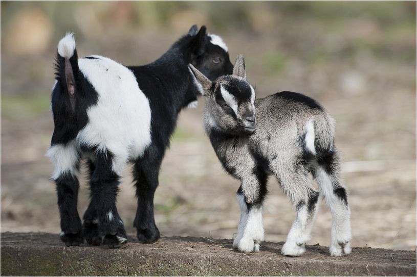 Foto: Staatsbetrieb Sachsenforst