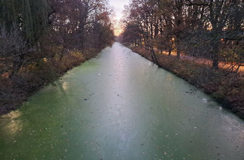 In einem Bereich von mehreren Hundert Metern stromauf der Schleuse ist die Wasseroberfläche komplett mit Wasserlinse bedeckt.