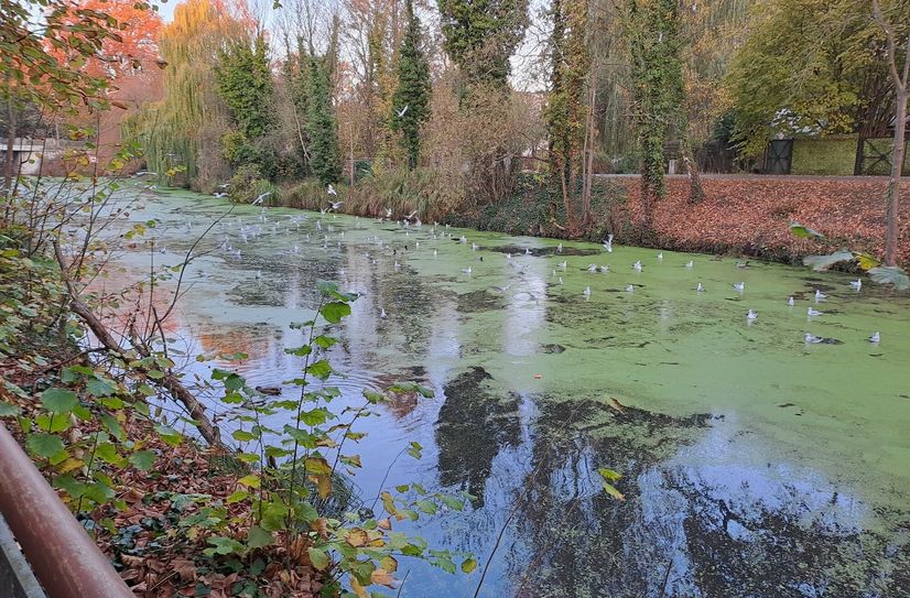 Möwen holen sich einen Teil der Fische im Nottekanal.