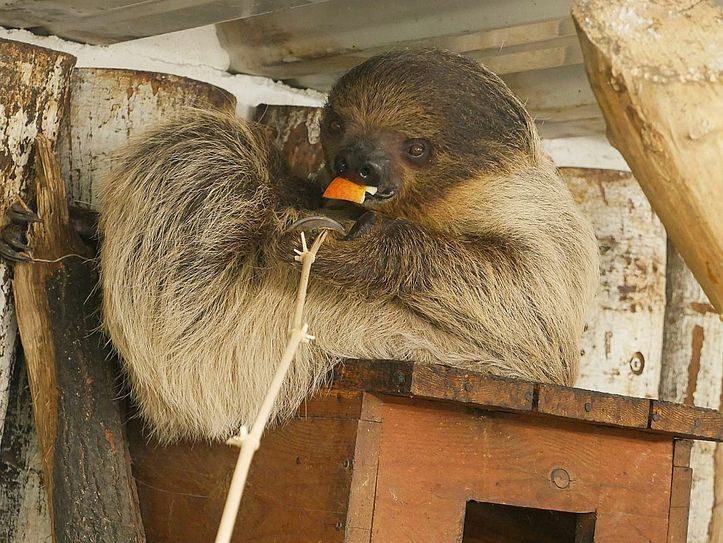 Faultier Carla Foto: Archiv/Zoo Hoyerswerda