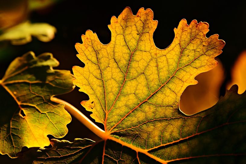 Foto: pixabay